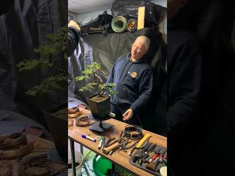 Видео: Нравится ли вам результат, который мы сделали на мастер-классе? #shorts #bonsai @Studio.Bonsai