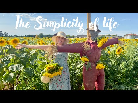 Видео: 3000 ПОДСОЛНУХОВ 🌻 ПРОСТОТА СПОКОЙНОЙ ЖИЗНИ | ТИТЧФИЛД, ИСТОРИЧЕСКАЯ ДЕРЕВНЯ