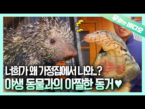 Видео: Волшебная рука, превращающая ящериц в нежных овец