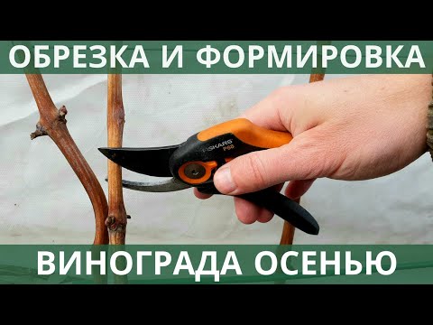 Видео: Обрезка винограда осенью  Простая обрезка для начинающих!