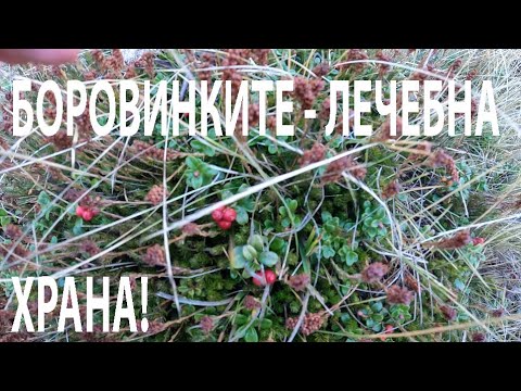 Видео: БОРОВИНКИТЕ - ЛЕЧЕБНА ХРАНА BILBERRIES – A MEDICINAL FOOD #nature #herbs #forageharvest