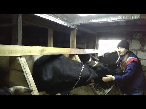 Видео: Когда ждать пополнение в хозяйстве и все ли коровы покрыты.