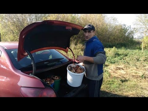 Видео: Грибное ассорти//Грибов не мерено//Масса впечатлений .