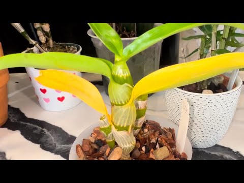 Видео: Дендробиумы , неофинетии на прохладном  окне с минимумом полива. Орхидеи  с зимним периодом покоя.