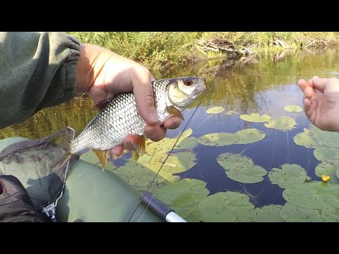 Видео: ПЛОТВА ОПЯТЬ ПОРАДОВАЛА! Мормышинг с лодки, ловля окуня и плотвы в августе