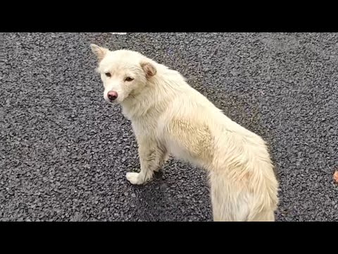 Видео: Она преданно ждала на том месте, где они расстались, не подозревая, что ее оставили позади.