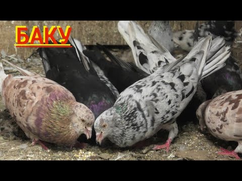 Видео: Бакинские голуби! В гостях у Алика (Акпяр) в Баку!