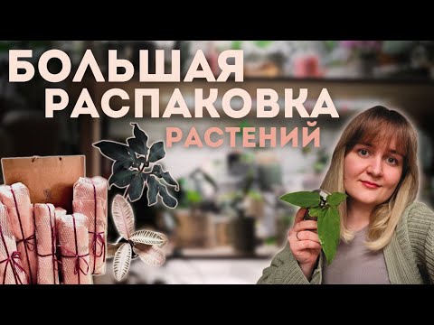 Видео: 🌿 РАСПАКОВКА БОЛЕЕ 30 РАСТЕНИЙ из летней закупки🌿
