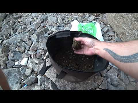 Видео: Рыбалка на о.Труханов (р.Днепр) . Поймал трофейного леща