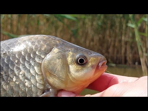 Видео: Ловля ОГРОМНЫХ КАРАСЕЙ в камыше. Рыбалка на ПОПЛАВОК 2022.