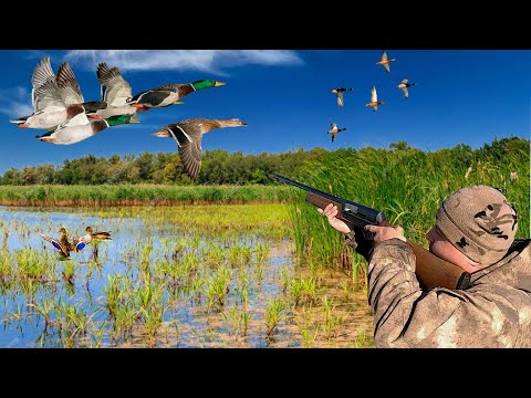Видео: Охота на уток: Захватывающие кадры перед закатом