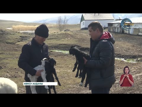 Видео: Көксу ауданында саулық қой бірден бес қозы төлдеді