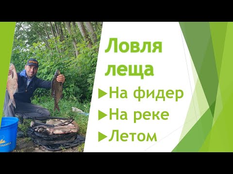 Видео: Ловля ЛЕЩА на фидер на реке летом