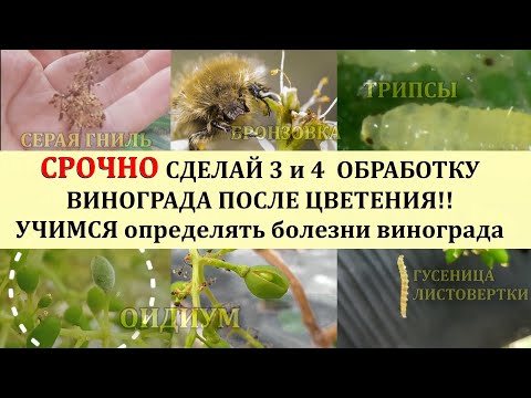Видео: СРОЧНО СДЕЛАЙ 3 и 4 -Ю ОБРАБОТКИ ВИНОГРАДА ПОСЛЕ ЦВЕТЕНИЯ! УЧИМСЯ ОПРЕДЕЛЯТЬ БОЛЕЗНИ .Розыгрыш ВИНА