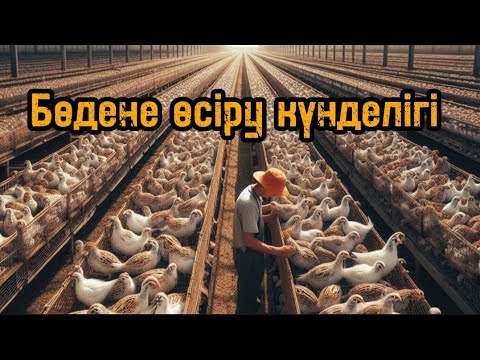 Видео: Бөдене өсіру күнделігі. Бөдене бизнесі. Перепёлка. Quail.