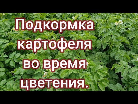 Видео: Подкормка картофеля во время цветения