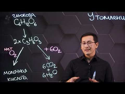 Видео: Процессы мышечного утомления при анаэробных и аэробных нагрузках. 9 класс.