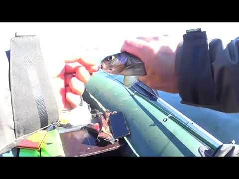 Видео: ВЕСЕННИЙ ХАРИУС. ХАРИУС НЕ ДАЁТ СЛАБИНУ.