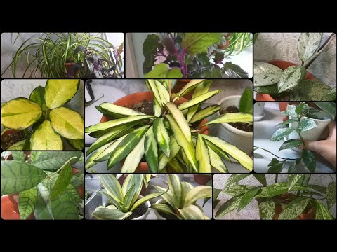 Видео: Обзор полочки стеллажа с усиленным освещением🌱Сансевиерии на реанимации😕Хлорофитум🌱Гинура🌺Хойи🌱Фикус