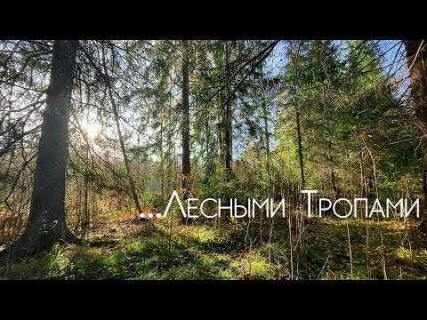 Видео: Щука и Окунь на Лесных водоёмах #рыбалка #микроджиг #дропшот