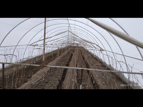 Видео: Виноград в теплице в январе 2021.