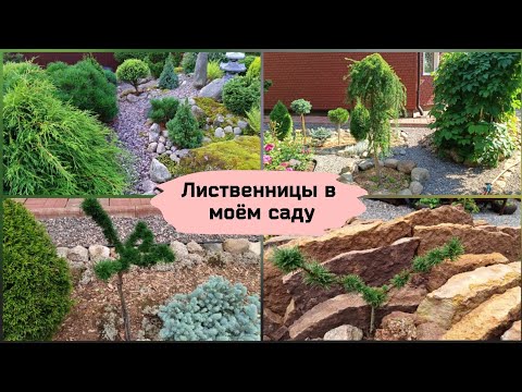 Видео: Лиственницы в моём саду.