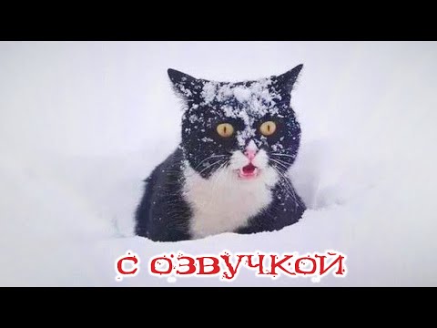 Видео: Приколы с котами! С ОЗВУЧКОЙ! - Смешные коты! Самые смешные животные! ДО СЛЕЗ!