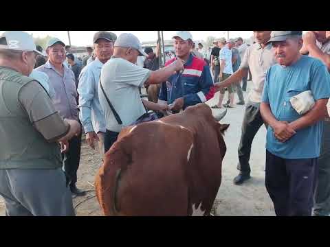 Видео: 10 АВГУСТ ШЫМБАЙ МАЛ БАЗАР САУДА КАЛАЙ БОЛДЫ МАЛ АРЗАНБА ?