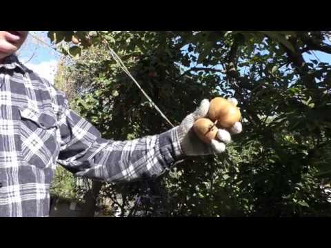 Видео: Киви сбор урожая начало