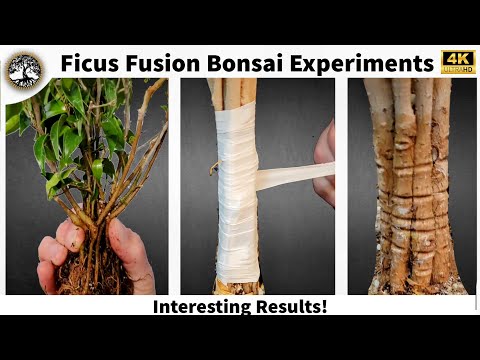 Видео: Эксперименты по выращиванию бонсай из фикусов — интересные результаты!