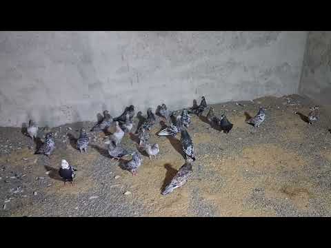 Видео: #голуби 