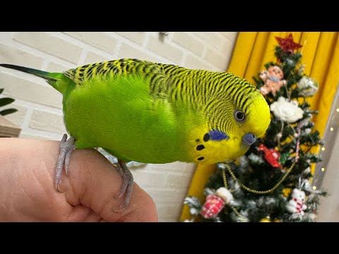 Видео: Разговор волнистого попугая Антошки на фоне новогодней обстановки ✨🎄