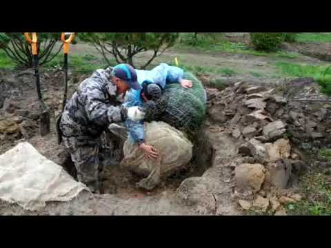 Видео: Выкопка крупномеров ручным способом. Крупномеры. Ком земли с мешковиной, сеткой. Посадка крупномеров