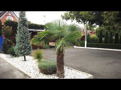 Видео: Мои пальмы после полной потери кроны: ИТОГИ