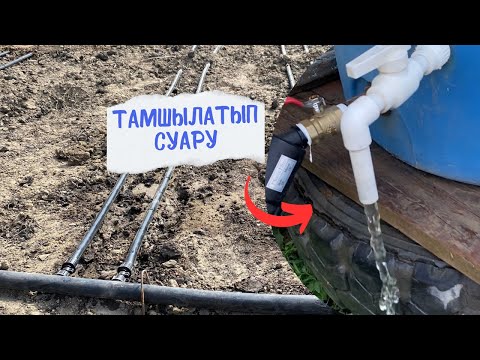 Видео: Тамшылатып суару әдісі!#video #огород #youtube