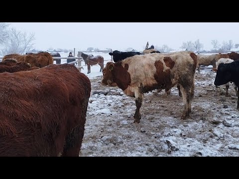 Видео: Симментал бұқа.. Үйдегі шаруашылық...