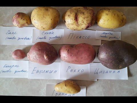 Видео: Аналіз урожаю картоплі на сірому суглинку. 2023 рік