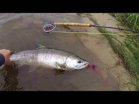 Видео: Ловля кеты нахлыстом на Сахалине с клубом Fly Fishing