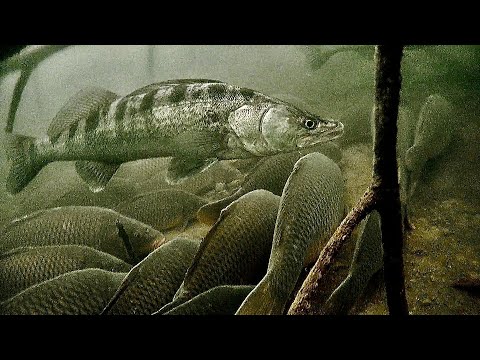 Видео: ЭТО ЗАКОННО? Я В ШОКЕ! Зимняя рыбалка 2023. Рыбалка зимой.