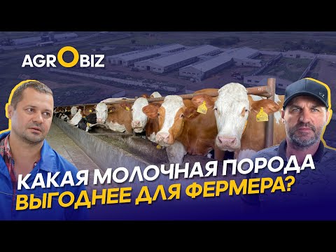 Видео: Голштины, симменталы или черно-пестрый скот? ТОО Петерфельд | ТОО Полудинское