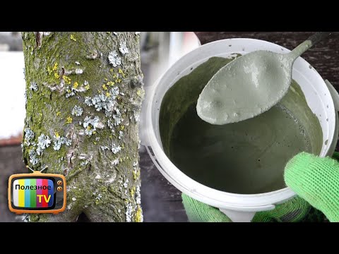 Видео: ЭТОТ РАСТВОР ВЫЖИГАЕТ ВСЕХ ВРЕДИТЕЛЕЙ ЛИШАЙНИКИ И ГРИБКИ НА ПЛОДОВЫХ ДЕРЕВЬЯХ