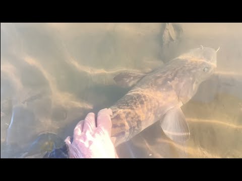 Видео: Рыбалка на налима.Проверка закидушек.16.10.25г.Чумыш.