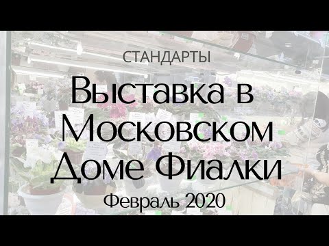 Видео: Выставка в Доме Фиалки Февраль 2020 Стандарты