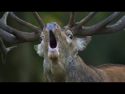 Видео: гон Оленя