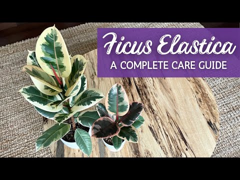 Видео: Полное руководство по уходу за фикусом эластика | Уход и размножение фикуса