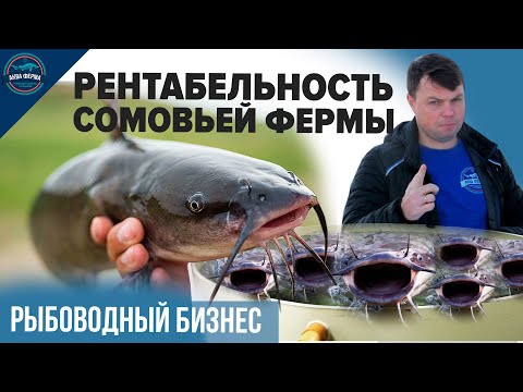 Видео: Рентабельность сомовьей фермы. Выращивание рыбы в УЗВ