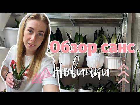 Видео: Обзор - новые сансы в моей коллекции #sansevieria #сансы #сансевиерия