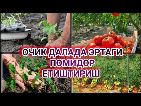 Видео: ОЧИК ДАЛАДА ЭРТАГИ ПОМИДОР ЕТИШТИРИШ