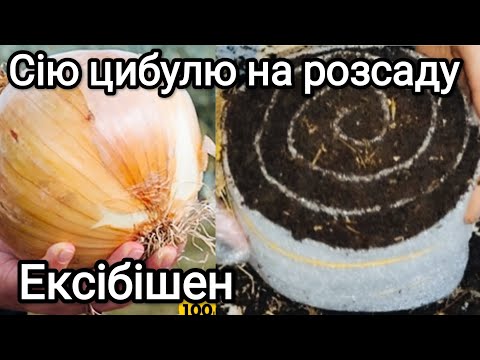 Видео: Посів на розсаду в равлику💥 ШВИДКО☝️ Без заморочок💯Розсада рада 👍