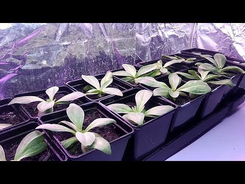 Видео: Эустома! СЕКРЕТ РОСТА В КОРНЯХ /// Усиливаем корневую систему